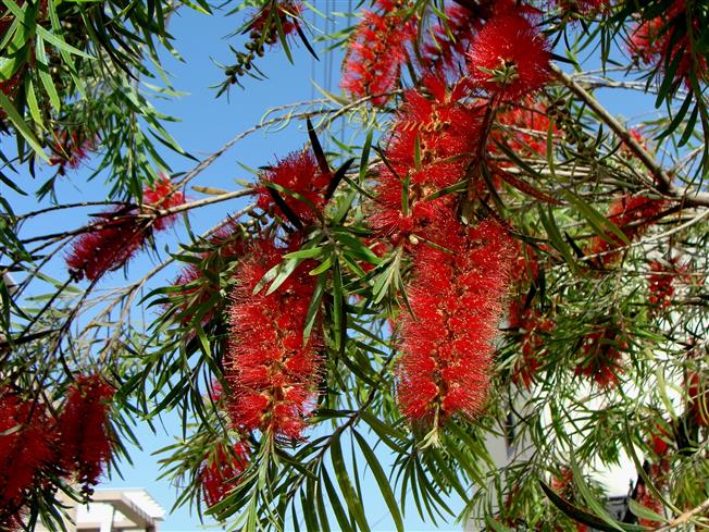  Inflorescences
